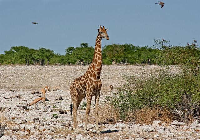 211 Etosha NP, giraf.JPG